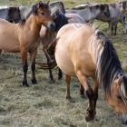 Pferde auf den Wiesen rund um Schmiedefeld